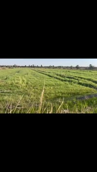 بابل • ٣دونم • طابو زراعي