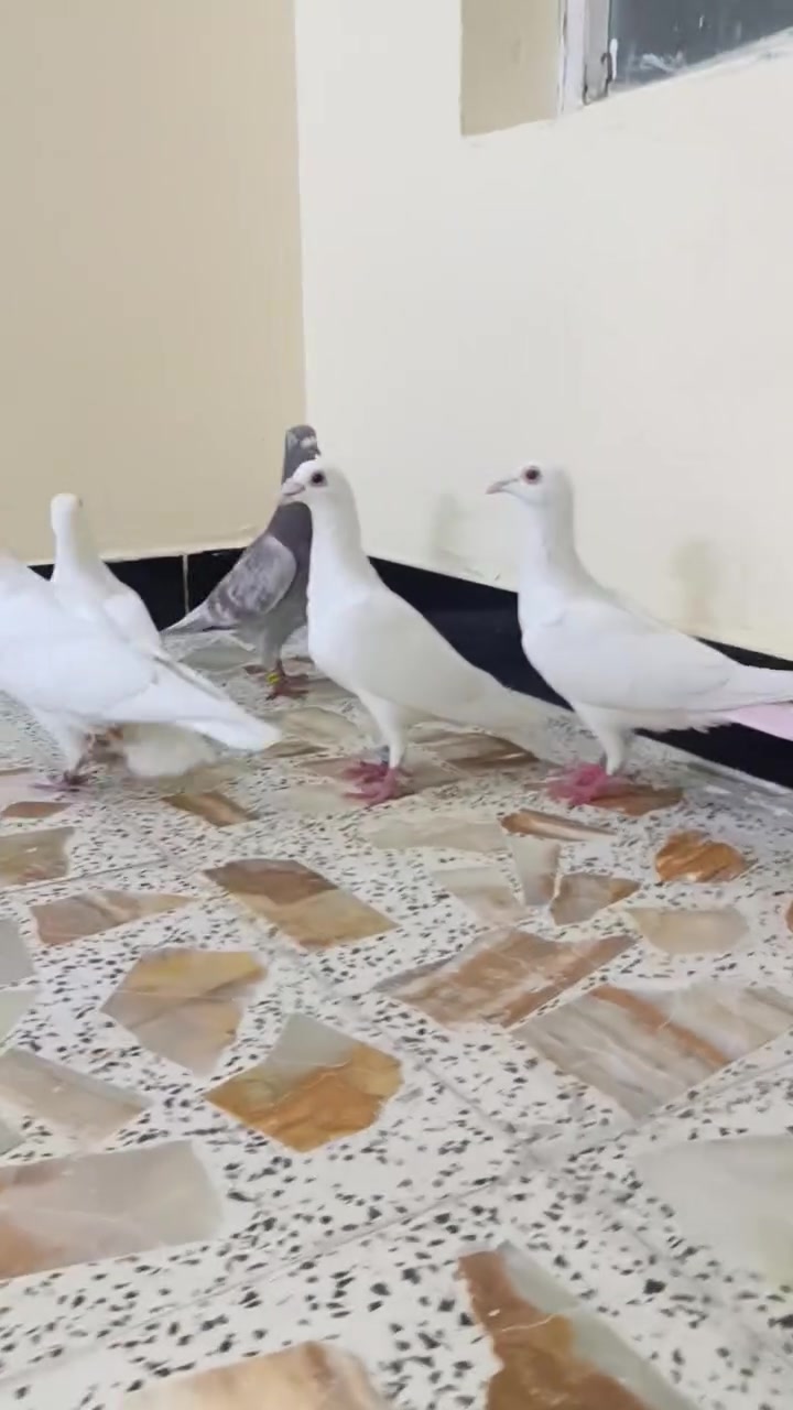 متاح
عدد ٥

زوجين طيره وفحل بيض

وتك طيره بخارية

عنوان بغداد حي النصر

سعر زوج 20

*********** وتساب خاص موجود
