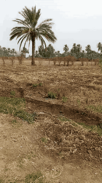 أرض زراعيه للبيع 4 دوانم مع بيت وبتلو  صنف أرض سند 25  للتواصل 0781666...