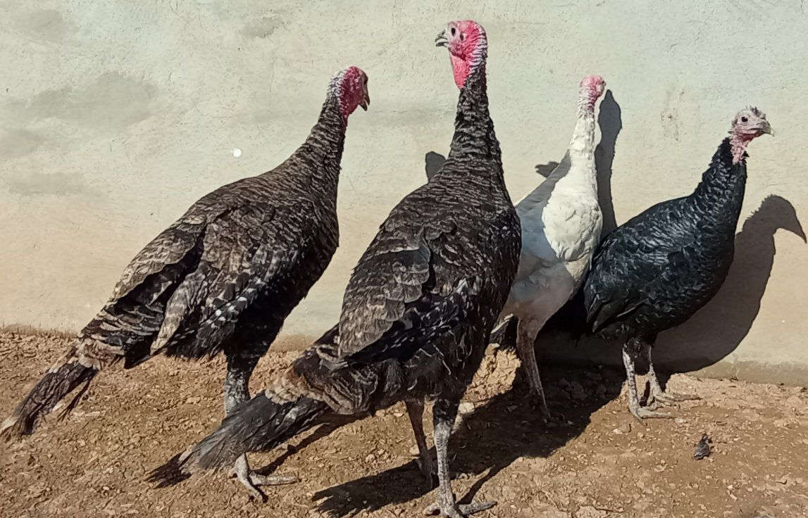 علو للبيع عداد 4 شرط اصلي عرب سرحي مال بيت انضاف زين الصحه نشاط فول مكان موصل جانب ايمن شراي خابر تدلل 
***********
***********
