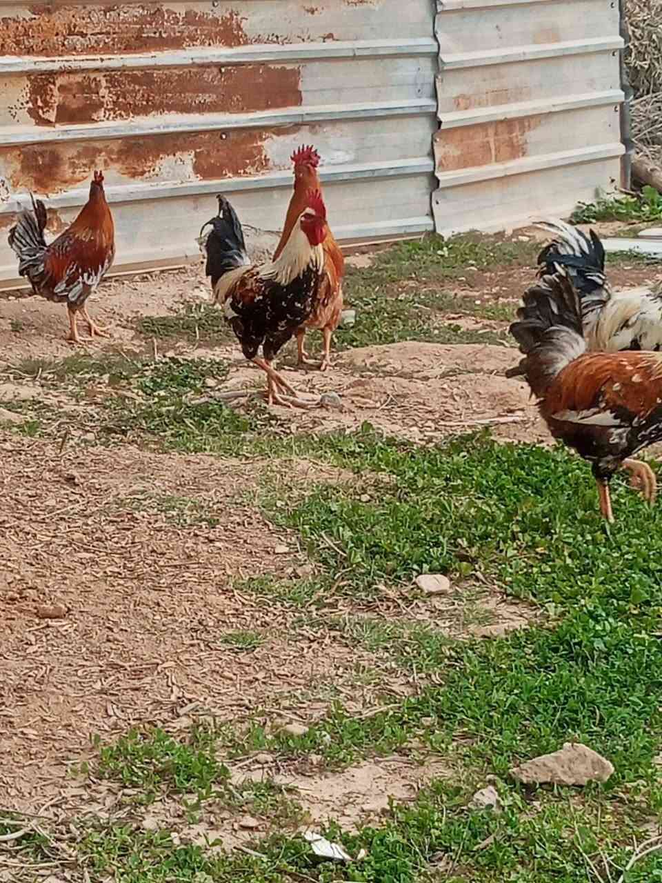 ديوكه عرب للبيع السعر واحد15 مكلف بل نشر صاحبهن رقمه 
***********
