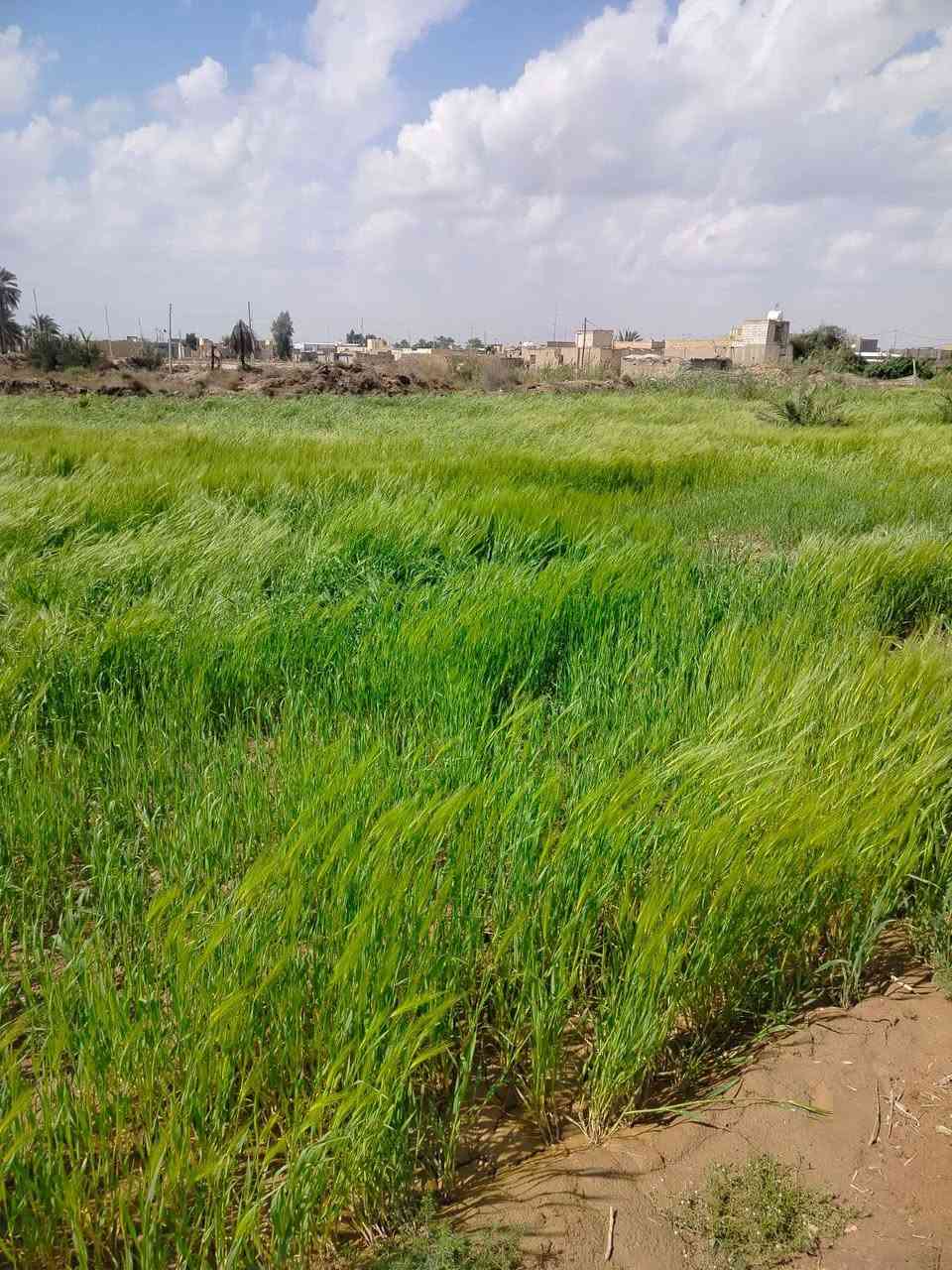 للراغبين بالاستثمار الزراعي المميز أو بناء استراحة ريفية على ضفاف الماء، نعرض لكم أرضاً بمواصفات استثنائية:
📍 الموقع: محافظة ذي قار - قضاء الغراف - قرية آل كيطان.
🌊تقع مباشرة على شط الغراف (تبعد عن الشارع العام 40 متر فقط).
📏 المساحة: 4200متر مربع.
✨ تفاصيل الأرض والخدمات:
ثروة زراعية: تضم 25 فسيلة نخل من أفخر الأنواع (برحي، شويثي أصفر وأحمر، كنطار، وأصبع العروس).
منظومة ري كاملة: غطاس ماء (انجين) مع هوز بطول 100 متر ممتد على طول الأرض.
وفرة المياه: سقي مباشر ومضمون من الشط.
سهولة الوصول: موقع قريب جداً من الخدمات والشارع العام.
💰 السعر المطلوب: 110 مليون (وقابل للتفاوض مع المشتري الجاد).
📱 للتواصل والاستفسار:
***********
