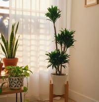 الكمبكته • حجم كبير • متوفره