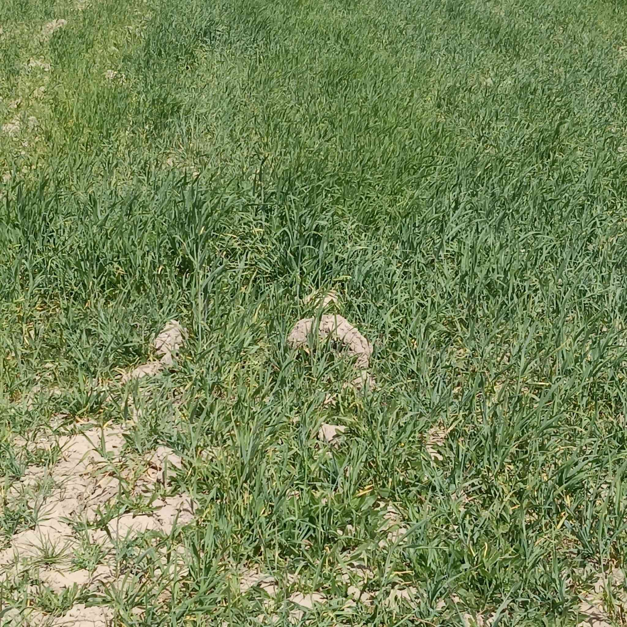 السلام عليكم دغل للبيع 7دونم
المكان قرية الصوالح الاتصال على الرقم ***********
