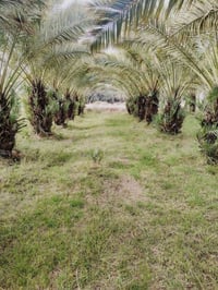 فسائل نخل • برحي • توصيل ذي قار