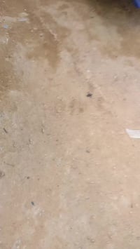 كوستر • موديل ١٩٩١ • النجف