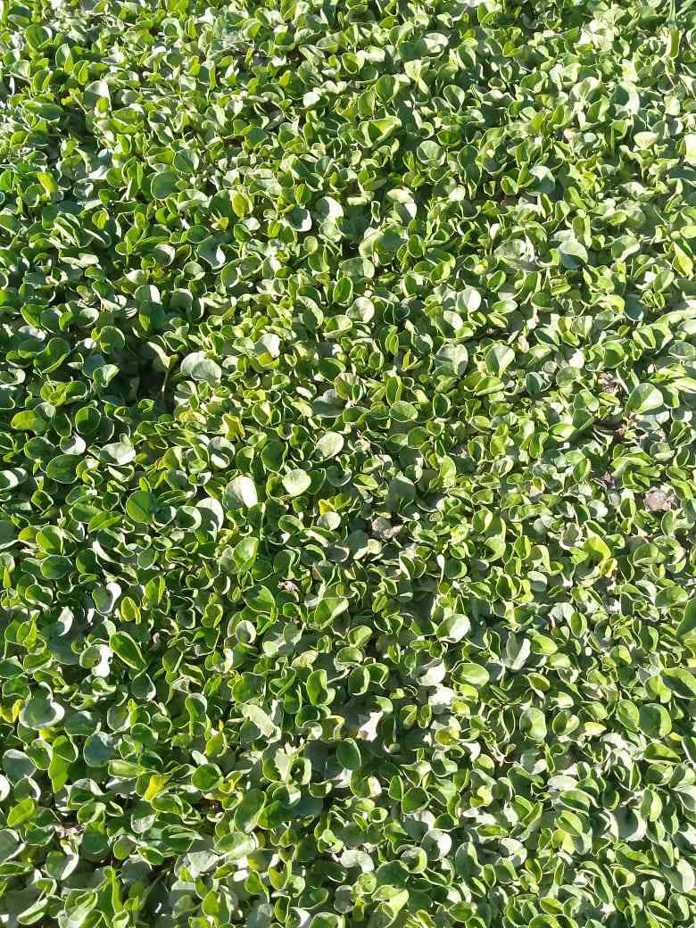 من رخصة الادمن المحترم 
ثيل بأنواعه كافه واصل بالفين 
***********
***********
