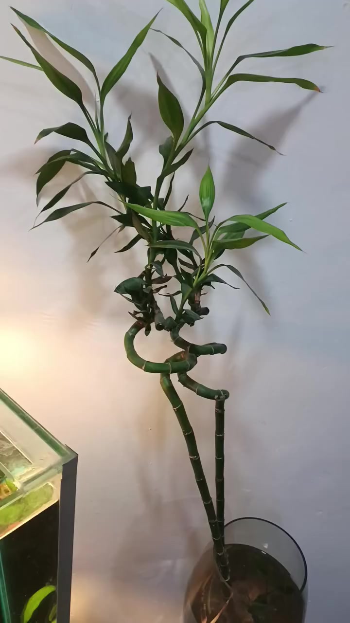 عصه موسى ٢ نوعيه نادره وا 🐟 سمك فايتر لوان ابيض نادر
حجر ناعم السعر


**إذا كنت صاحب هذا الإعلان وتريد حذفه لأي سبب، رجاءا أرسل رسالة إلى الدعم الفني**