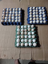 بيض عرب • عدد ٦ • طارمية شهداء