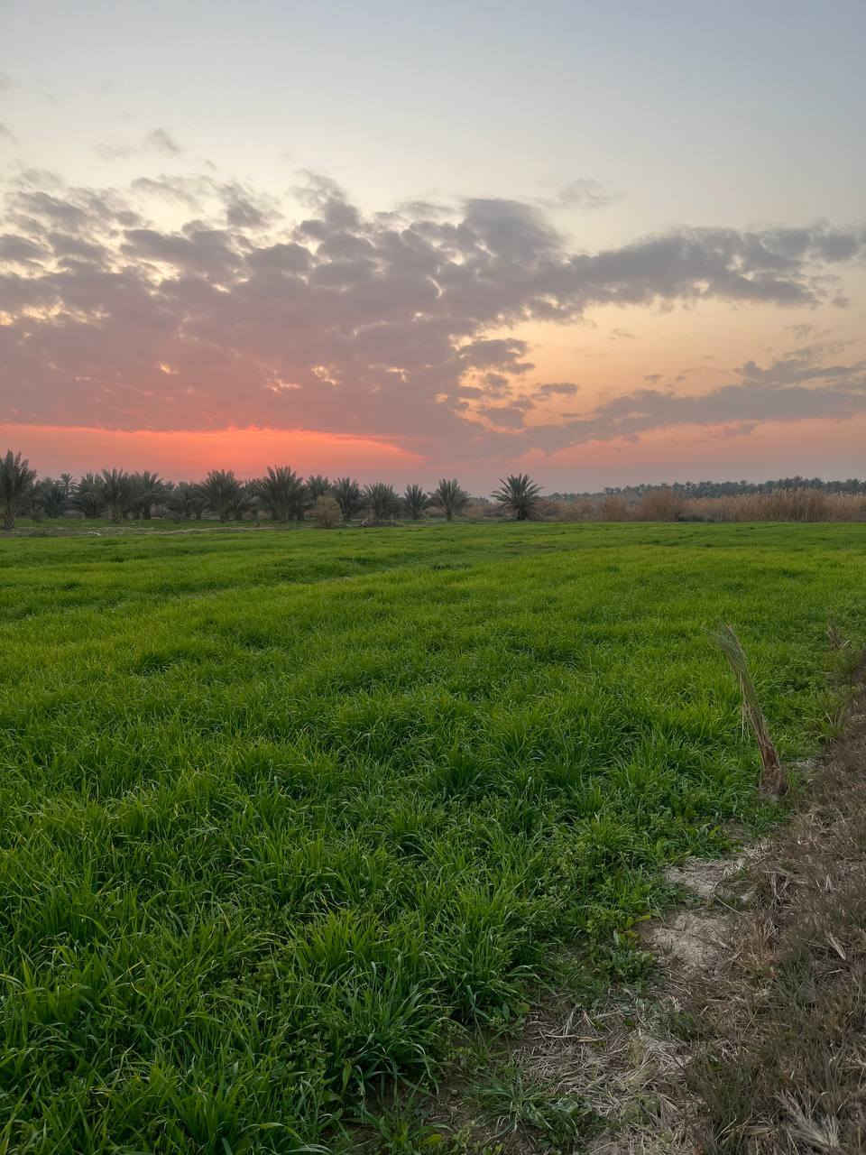 ارض زراعية للبيع مقابل الملك غازي حصتين وحده 600 متر وحدة 1300 متر
***********
