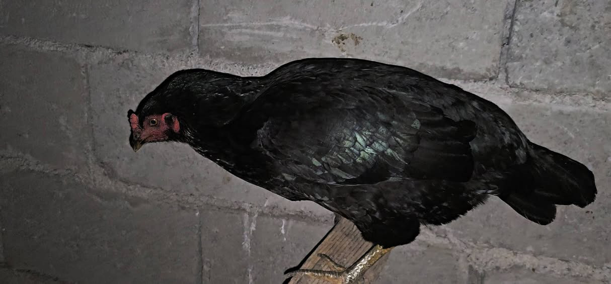 ئەوسی مریشک و کەڵەشێرە بۆ ڤرۆشتن 
دووڕەشەکە خۆماڵین 
سورەکەش ئێرانیە
کەڵەبابەکەش خۆماڵیە
ساخ و تەندروستن 
هی ماڵ خۆمن


**إذا كنت صاحب هذا الإعلان وتريد حذفه لأي سبب، رجاءا أرسل رسالة إلى الدعم الفني**