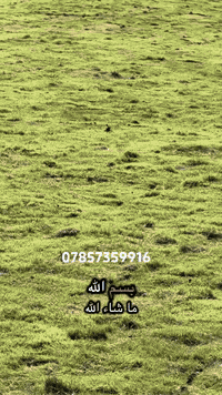 يوجد لدينا كافة انواع الثيل و بانسب الاسعار ل استفسار اتفضل خاص او اتصل ع الرقم ‏‪***********‬‏
