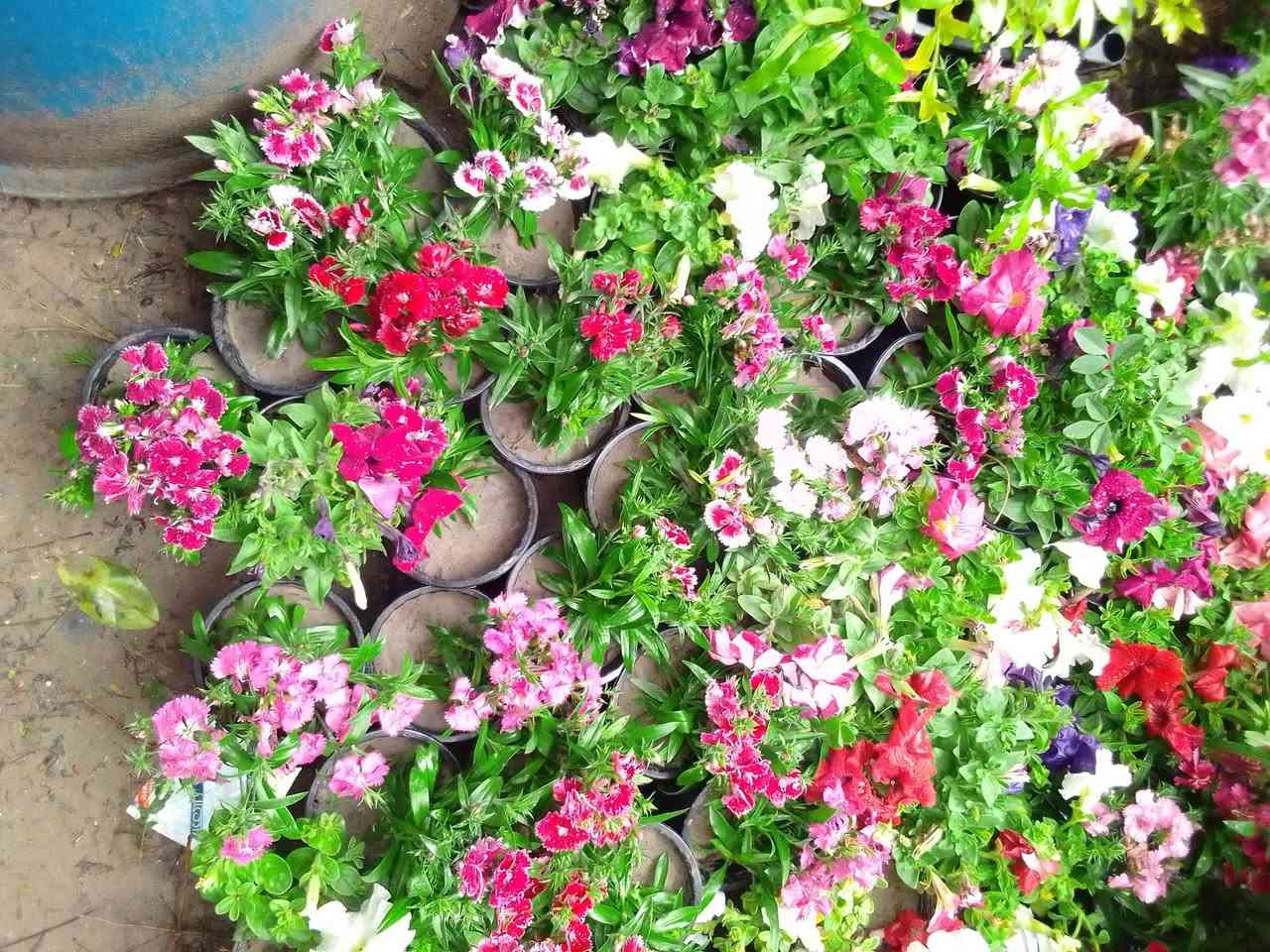 شتلات ورد قرنفل وحنك السبع وبتونيا سعر السندانه الف دينار العنوان القلعه الفرع الاول  مقابل البستان


**إذا كنت صاحب هذا الإعلان وتريد حذفه لأي سبب، رجاءا أرسل رسالة إلى الدعم الفني**