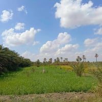 بستان مساحة 6 دونم قرب شركه السطح الامين ال محينه نزلت النغيمشي قرب سك...