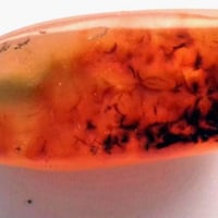 خرزة رزق • نادرة • كوسرة