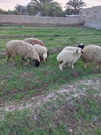 نعاج مولدات للبيع 07808759647