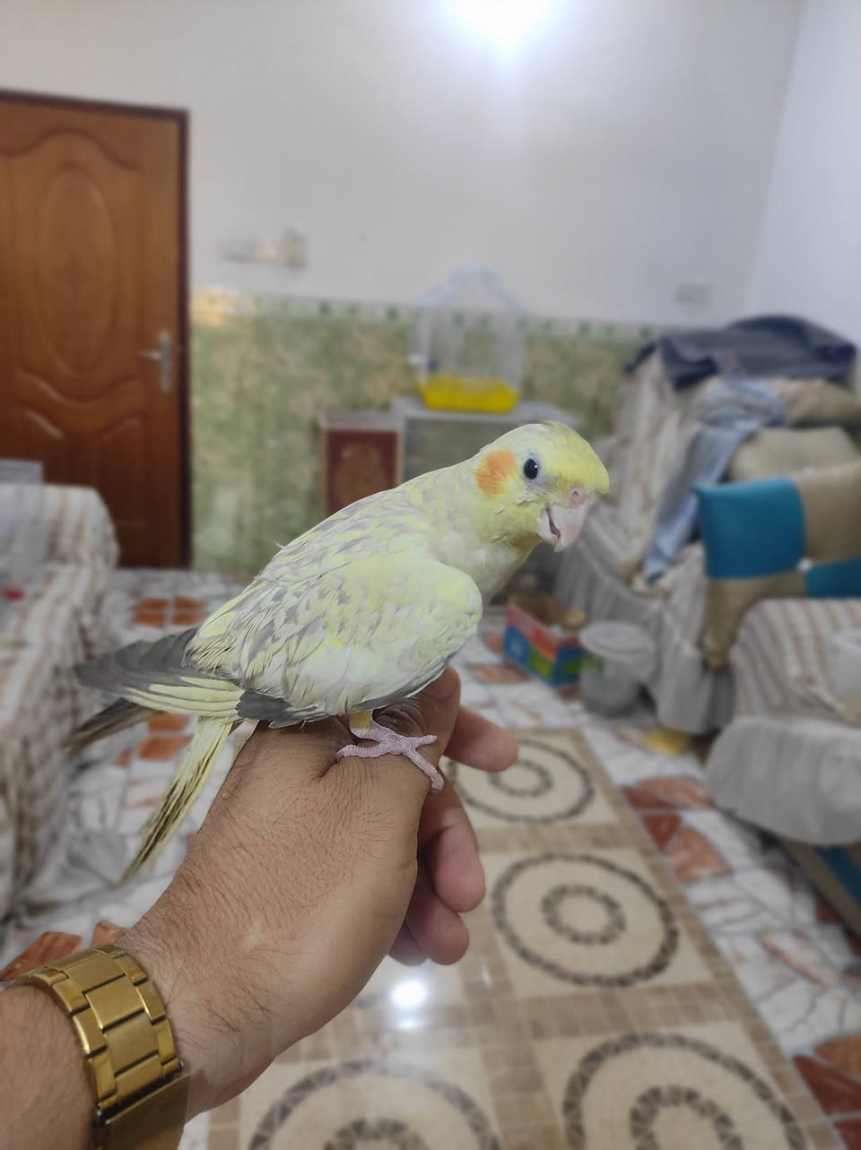 كوكتيل عسلي عمره 3شهر طير اليف فول البيع


**إذا كنت صاحب هذا الإعلان وتريد حذفه لأي سبب، رجاءا أرسل رسالة إلى الدعم الفني**
