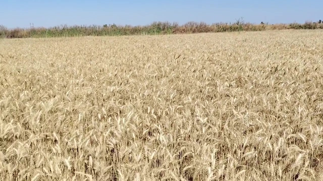 سلام عليكم اخوان حنطة ادنه بذور درجة أولى بنت المغلف
للبيع سعر ٥٠٠ نقد المكان داقوق كركوك ***********

