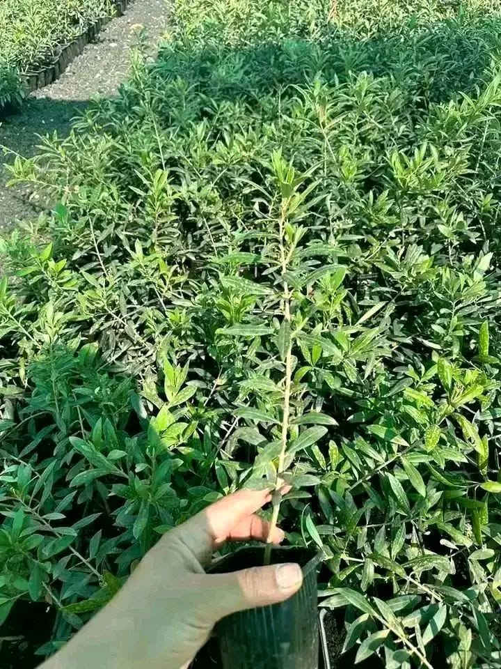 🌸نعلن بدء موسم الحجز على غراس الزيتون
التسليم ١٥ /١١ 
💮زيتون قزمي أنسجة مستورد
اربيكانا اسباني 
كورناكي يوناني 
العمر سنة
التسليم نفس الصورة تماما
نسبة الزيت 35ل40%
مكفول بجميع الطرق
الكفالة عقد محكمة
كفالة وجود كيس قطني عند الجذور
البيع جملة فقط
للتواصل واتس 0994871517


**إذا كنت صاحب هذا الإعلان وتريد حذفه لأي سبب، رجاءا أرسل رسالة إلى الدعم الفني**