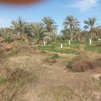 النسيج فرع الصكور • ٢٠٠ نخلة • بيت حالين