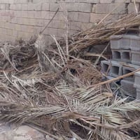 سعف نخيل • مجّان • استلام بنفسه