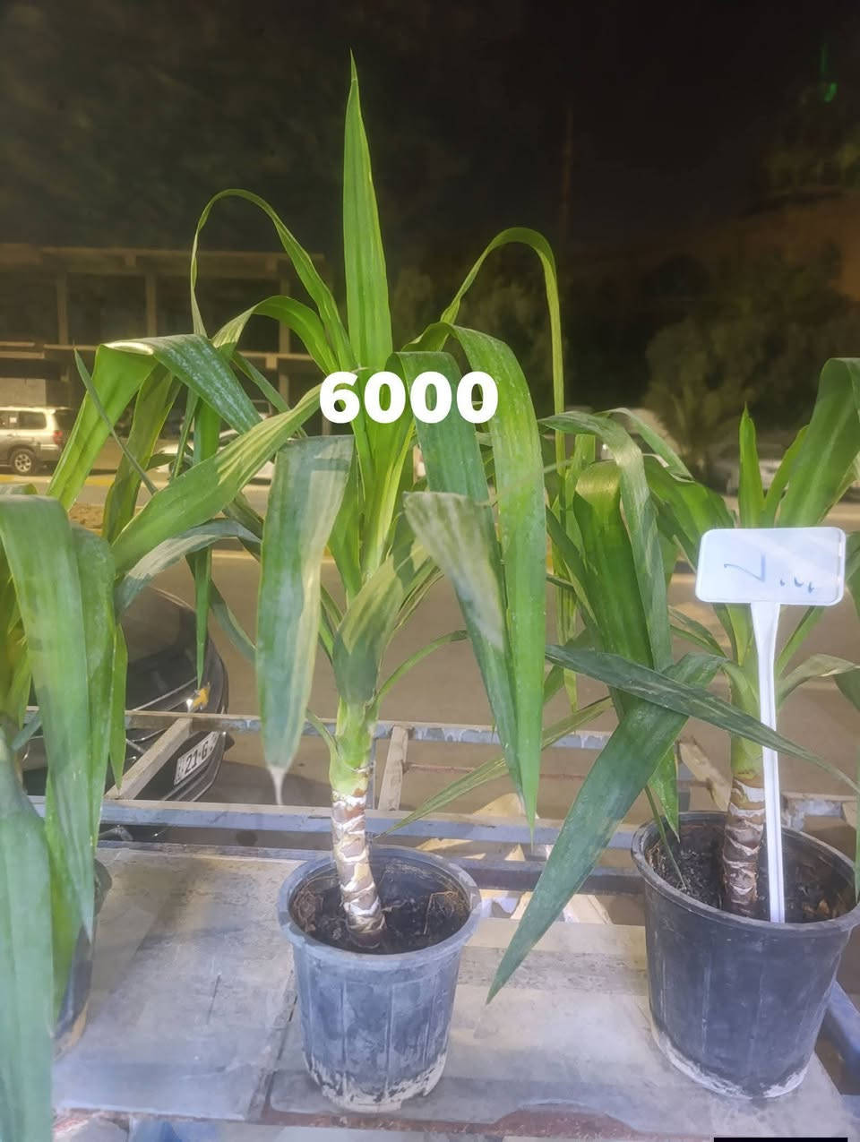 ناونيشان كلار ليوا ته نشت مزكوت بخاري 
عنوان كلار ليوا جامع البخاري 
كياندن هيه ناو شار دوو هزار 
***********
