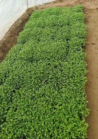 للبيع طماطه،شمسيه،دائريه،العدد/60/السعر/12/بيه مجال الاستفسار عله الرق...