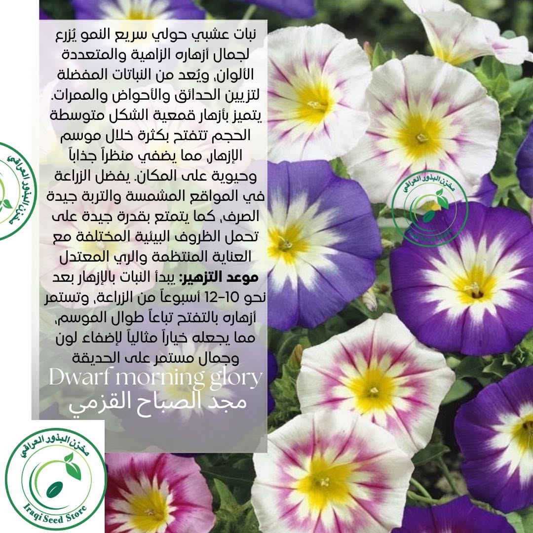 مجموعة جديدة من البذور  نوفر لكم في مخزن البذور العراقي  اندر أنواع البذور وأجودها بذور أزهار متنوعة تضيف جمال لحديقتك ومزرعتك تبدأ الاسعار من 1500_2000 دينار 
🥒 بذور خضراوات طازجة لزراعة منزلية ناجحة  
🌳 بذور أشجار مثمرة ونباتات زينة  
✨ أصناف نادرة ومميزة لهواة التميز  
✅ إنبات عالي ونتائج مضمونة  
✅ جودة مختارة بعناية  
📦 توصيل متوفر إلى جميع محافظات العراق 🇮🇶  
📩 اطلب الآن وابدأ موسمك بثقة 
1-للاطلاع على كل أنواع البذور الدخول الى قناة التليكرام https://t.me/Iraqiseedstore
‏2-‏اتبع هذا الرابط لمشاهدة الكتالوج الخاص بنا في واتساب: https://wa.me/c/9647886206979

🚚 خدمة توصيل متوفرة لكل محافظات العراق
