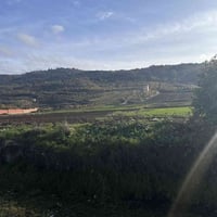 دونم زراعي • ٥٠×٥٠م • نزلة آل شيحان