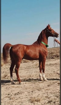 فرس عربية • فرس للبيع • حصان عربي • خيل للبيع • خيل • حصان • فرس اصيلة...