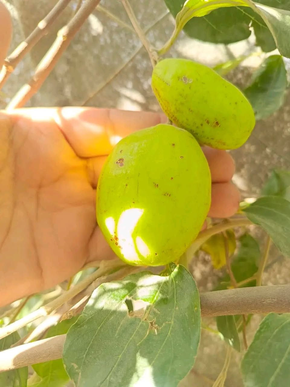 مستعدون لتطعيم اشجار السدر في محافظة الديوانيه
وبأسعار منافسة
الأنواع التفاحي والعرموطي بدون نوى وتايلندي والباكستاني وأنواع أخرى
*********** واتساب
