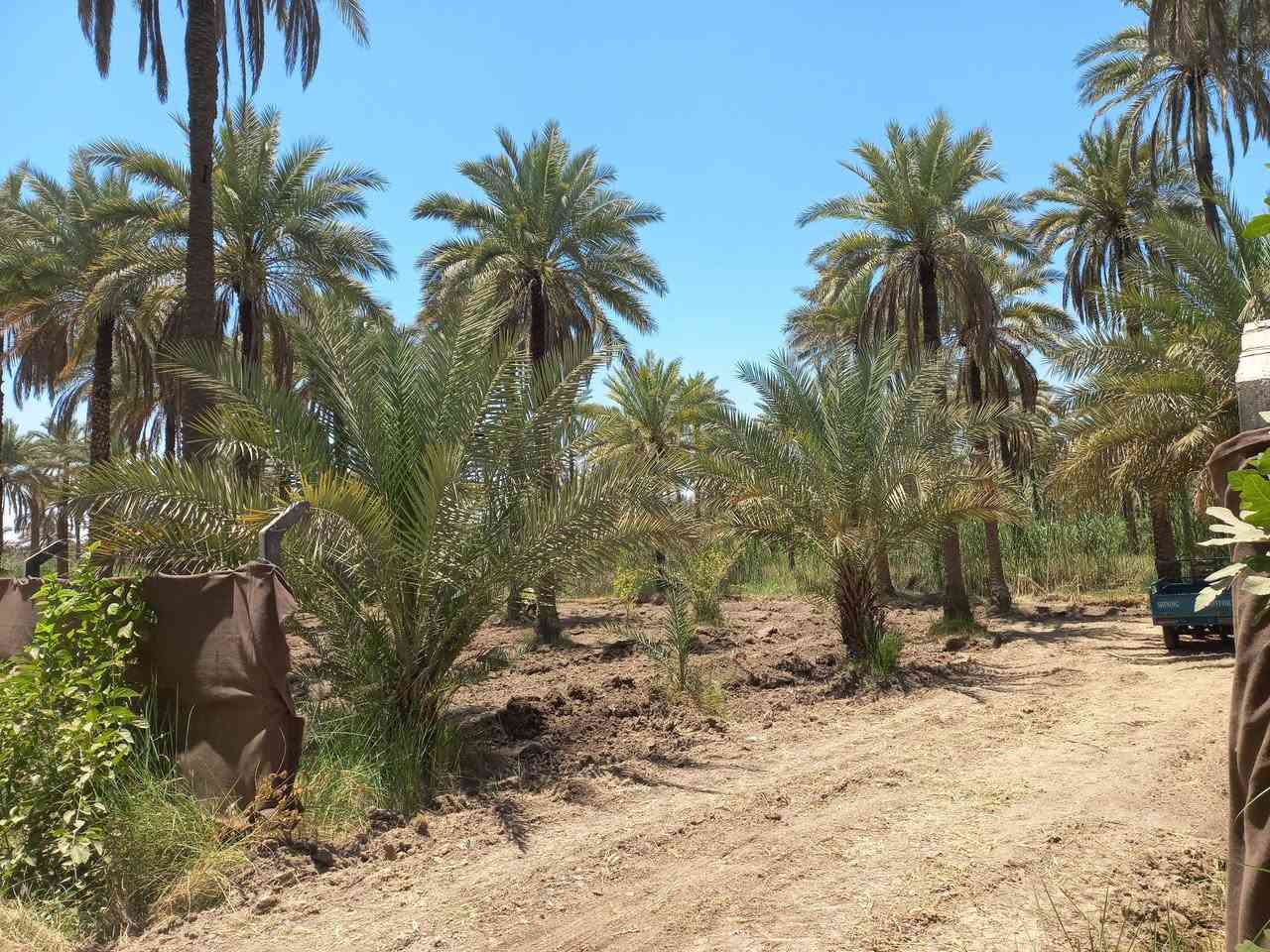 مرحبا بالكرام / عدد الدونمات ١٤ دونم الواجه ١٠٠م على بزل. رئيسي وليس فرعي الارض متروكه طابو ٢٥ تحويل فورا تتوفر جميع الخدمات البعد من مركز كربلاء ١٠ -١٢ كم السعر ٥٥ للدونم مجال ومداوله (***********)
