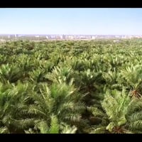 شوميا التراثي • قضاء الشامية • توصيل مجاني