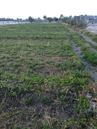 ارض زراعيه  المساحه  دونمين  و٦٠٠ متر  نزال ٢٨٠ عرض ٢١  بيهه ٣٥ نخله ص...