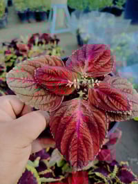 نبات السجّاد • كوليوس • مشتل ضفاف دجلة