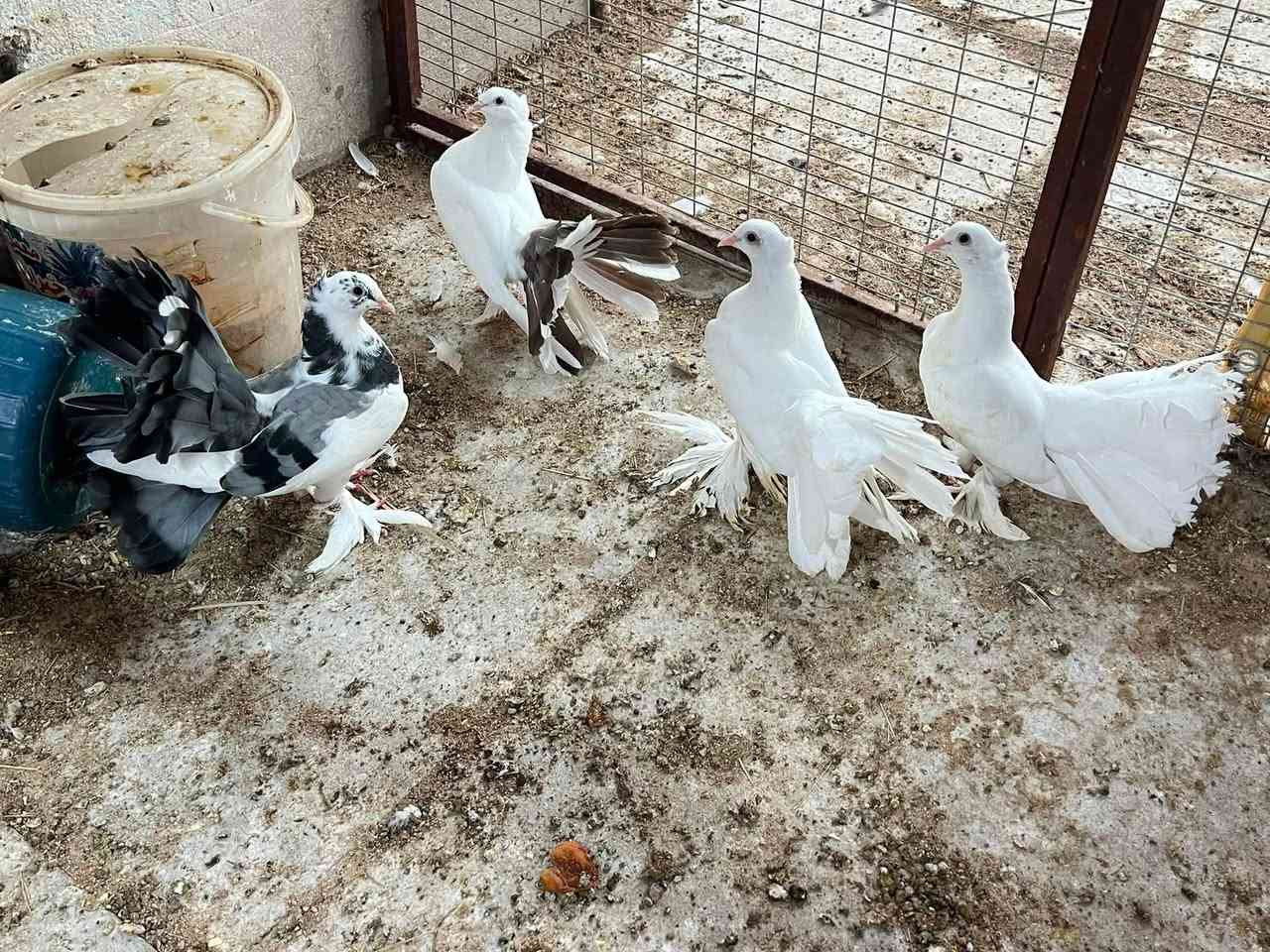 متاح زوجين عرايس مخاليف مال بيت طيور السعر 35 قفل مكاني زبير ***********
