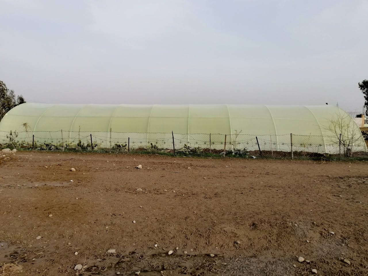 كادر النمرود يرحب بكم بأدارة ابو إسلام نجم
(طريق الفلاح ) موسم الزراعة في البيوت المحمية
 تركيب وتغليف جميع انواع البيوت البلاستيكية
تبديل الموقع بيع وشراء للتواصل 
***********
