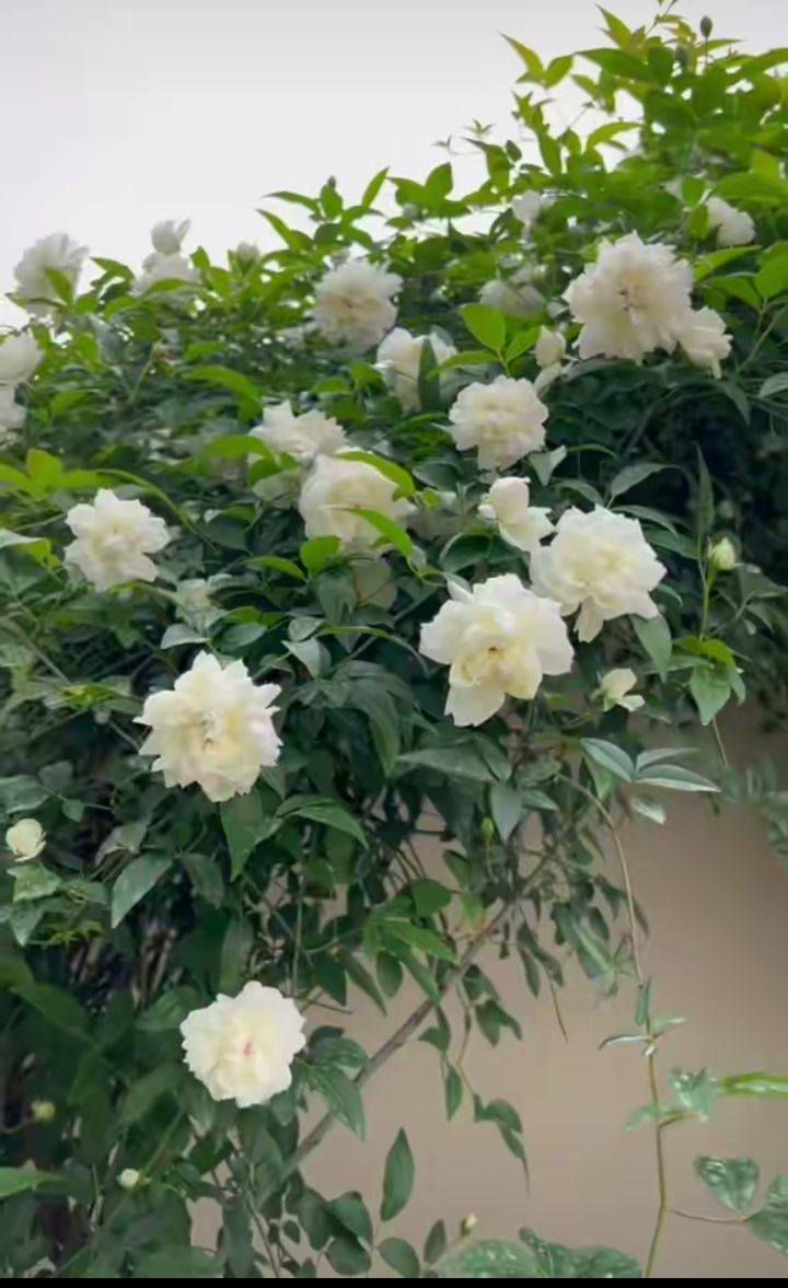 متسلق نسرين اتوفر توصيل 
داخل مركز ديوانيه قرانيا او العصئ الذهب متسلق روز احمر وردي تين جلد نمر متسلق جوري ديوانية, القادسية


**إذا كنت صاحب هذا الإعلان وتريد حذفه لأي سبب، رجاءا أرسل رسالة إلى الدعم الفني**