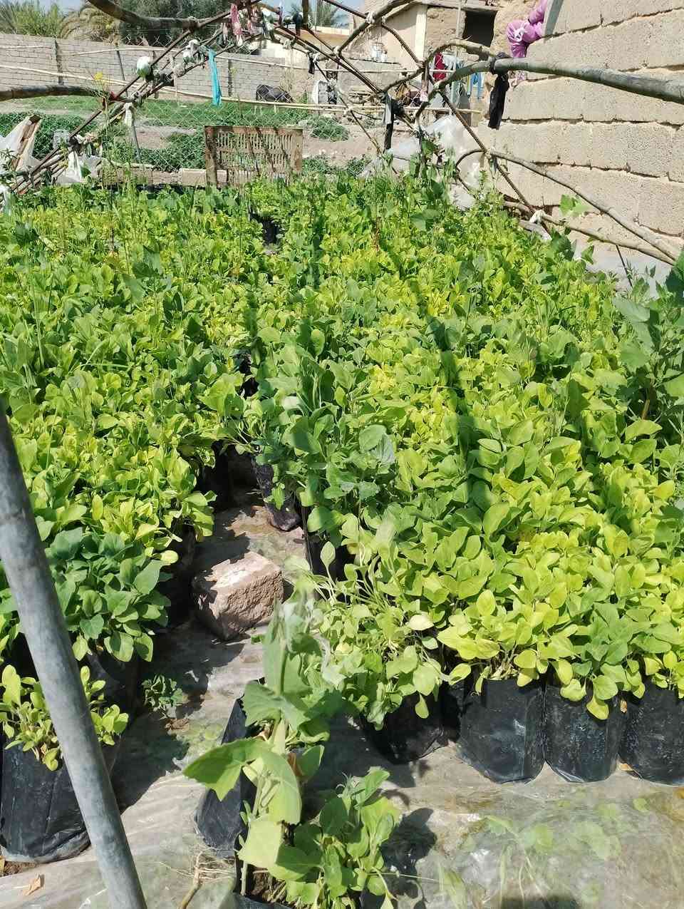 السلام عليكم ورحمه الله وبركاته
يوجد شتل 
1-باذنجان اخضر وباذنجان اسود 
2-فلفل حلو كبار و فلفل حار كرون 
3-طماطه 
4-شجر 
للراغبين بالشراء غدا صباحا
للاتصال 
زين ***********
اسيا ***********
السعر 2000 الكيس الواحد
