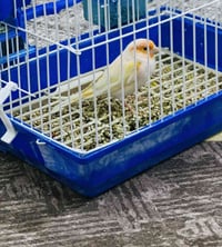 ٣٥ كناري • كناري برتقالي