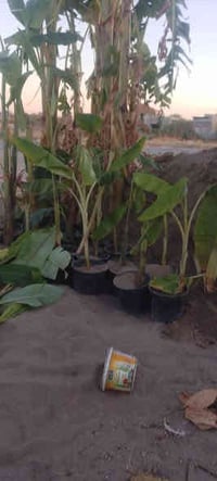 فسائل موز • أحجام كبيرة • الزاب مفرق الصباغية