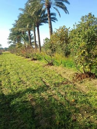 مجاوره للطهمازيه • دونم ونص • أرض زراعية