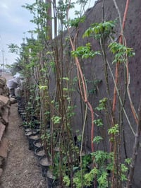 #ياعلي بفضل الله وصلت وجبه جديده من السبحبح السوري العطري المقاوم لجمي...