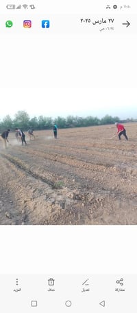 يوجود كادر عمال تتريب طماطه درجه اولئ  / بلضافه شغل بساتين عنب أو غيره...