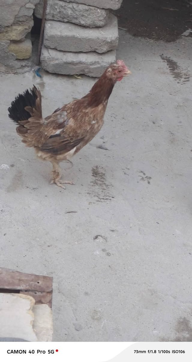 متاح عرب ديج ودجاجه


**إذا كنت صاحب هذا الإعلان وتريد حذفه لأي سبب، رجاءا أرسل رسالة إلى الدعم الفني**