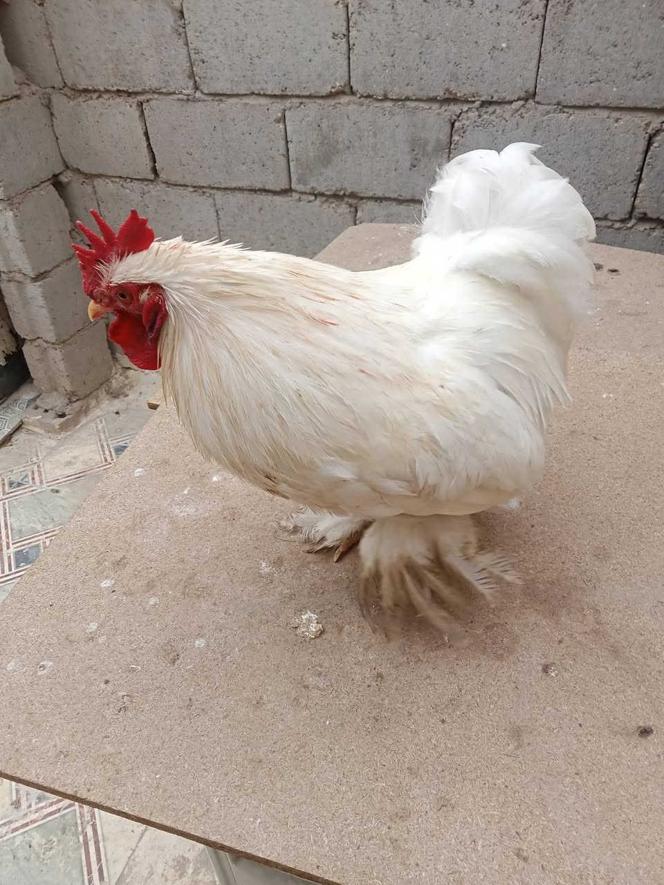 السلام عليكم اخوان ديج كوشن للبيع السعر 25 او للمراوس بدجاجة عربية كركة مكاني بابل المسيب  اولاد مسلم للاستفسار ***********
