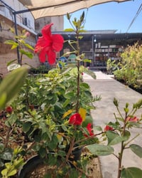 مشتل السراي • ورد الجمال • زهور الاعتدال