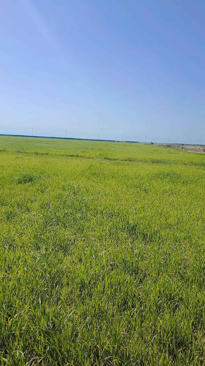 السلام عليكم كاع  60   دونم شروه للبيع مكان شارع أبو الماش ***********
