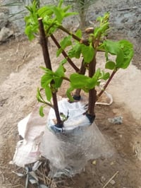 تطعيم شجر • اقلام بلاش • الناصرية الغراف