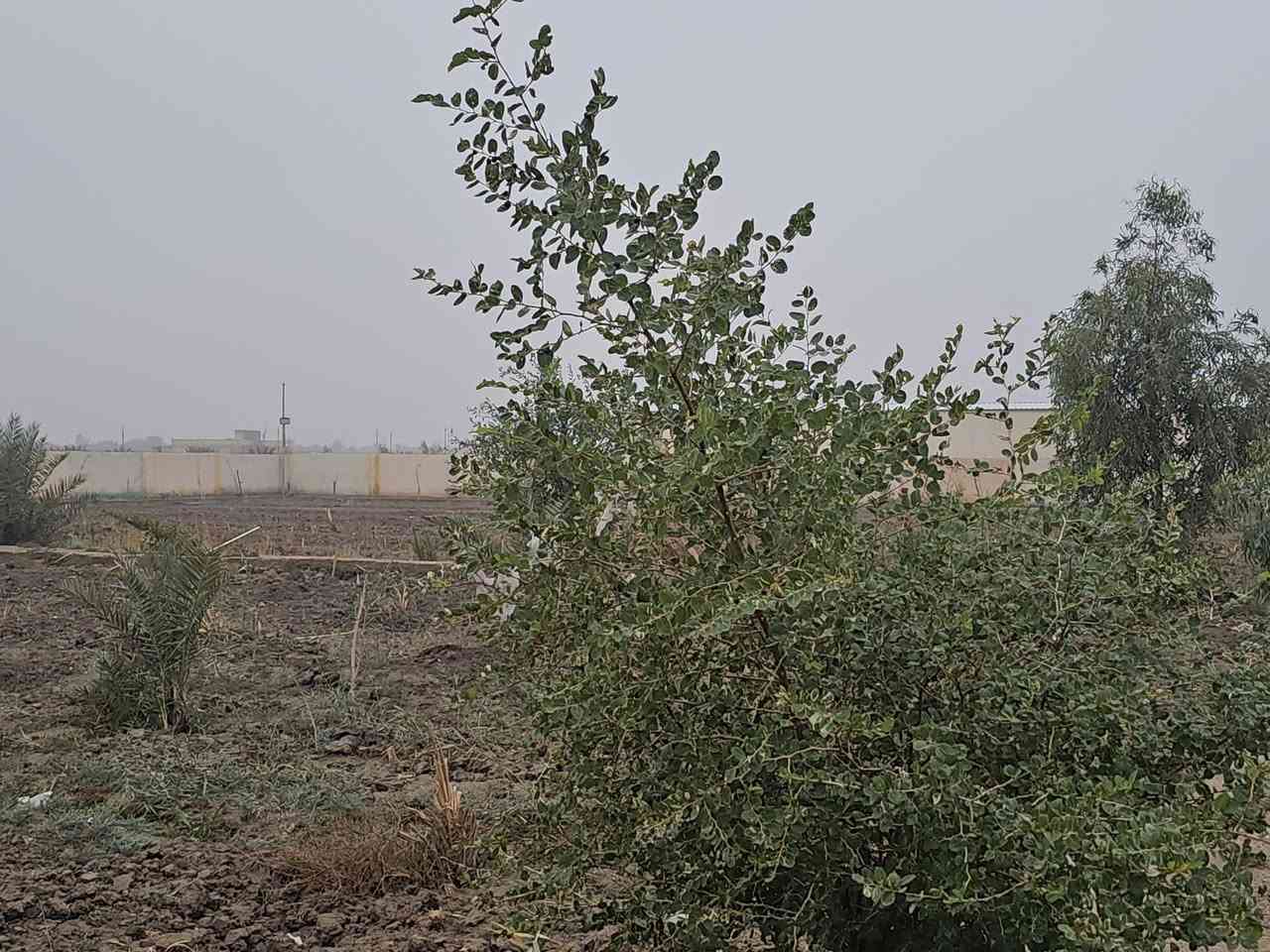 يا الله
اللهم صلي على محمد وآل محمد 
مزرعه للبيع مرتبه مع دار جاهز للسكن  
منطقه امنه جدآ  وجاهزة من الماء والكهرباء والمجاري  
المزرعه ثلاث دوانم ونص  مسيجه بناء بلوك ومع شريط بلاجكتور حول سيج المزرعه عدد ١٥ بلاجكتور  ويوجد منظومة ماء تقطير في المزرعه علمآ توجد كرمه ماء من نهر الوفاء قرب المزرعه ويوجد غطاس ماء من الكرمه الى المزرعه كماء يوجد حوض ماء ٦٥ الف لتر موقع المزرعه مميز ركن شارعين عرض الشارع ١٢ متر  شارع مبلط من الشارع الرئيسي إلى قرب المزرعه  كماء يوجد محميه عدد ٣ ويحد مجره بزل للمزرعه
العنوان الناصرية الخميسات حي الزهور قرب شركة النفط 🛢 
للاستفسار اتصل على الرقم  
***********
